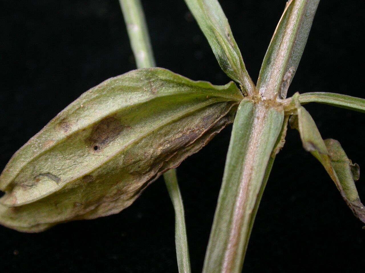 Canscora alata habit