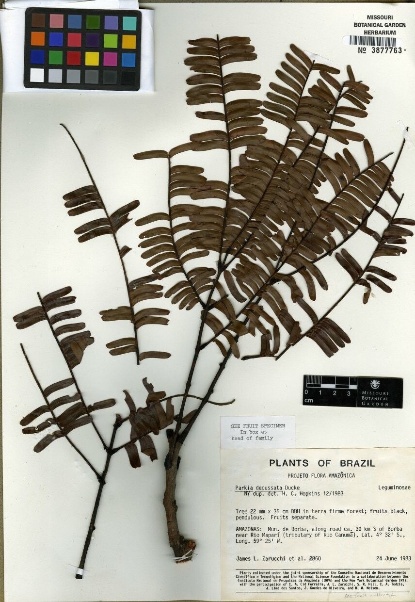 Parkia decussata — related species from the same genus