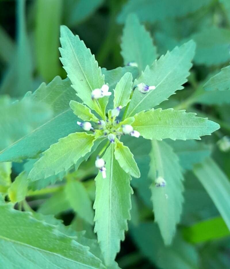 Pombalia parviflora — houseplant care guide