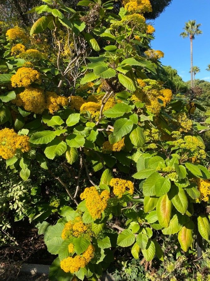 Senecio grandiflorus habit