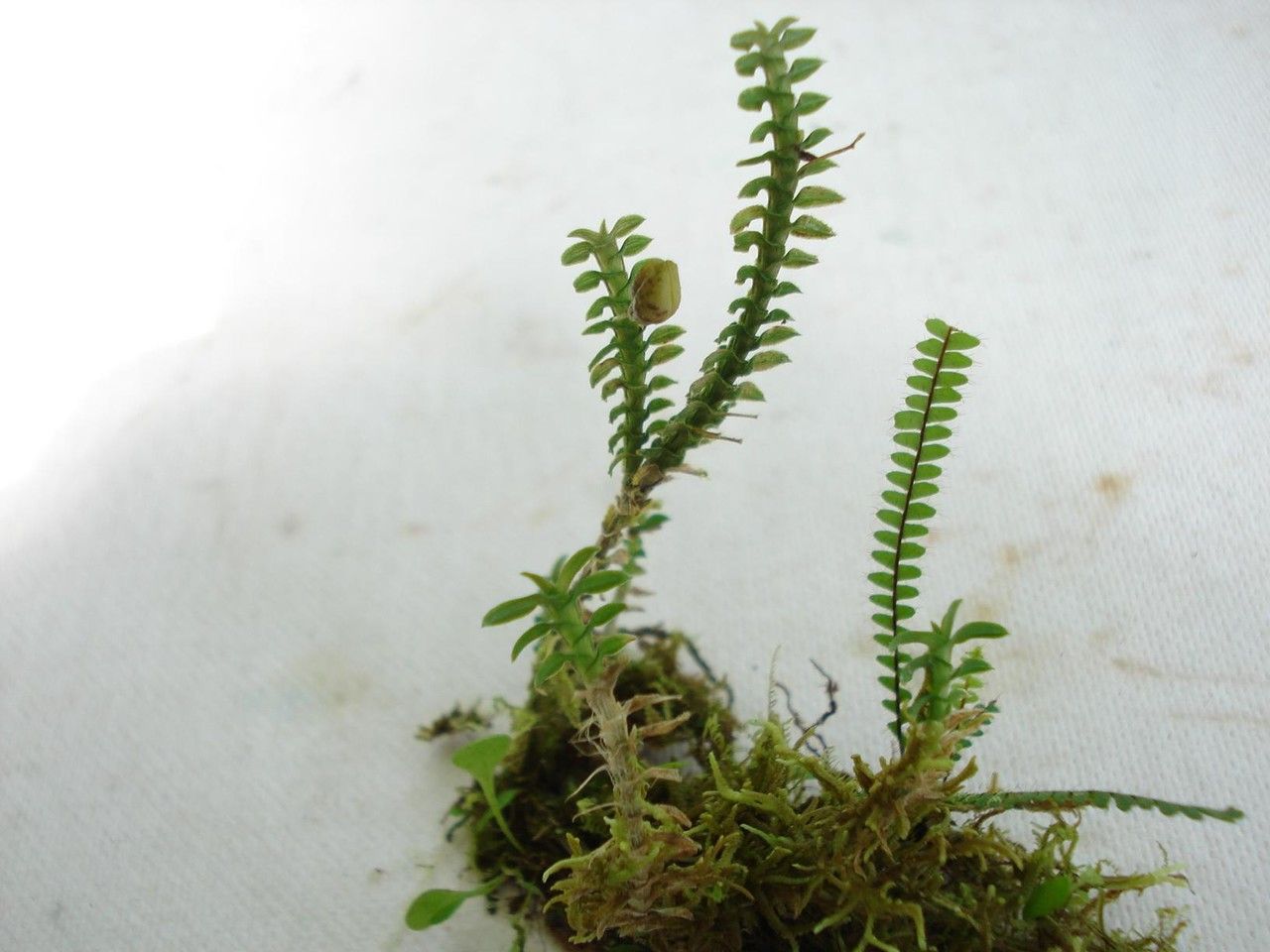 Dichaea hystricina other