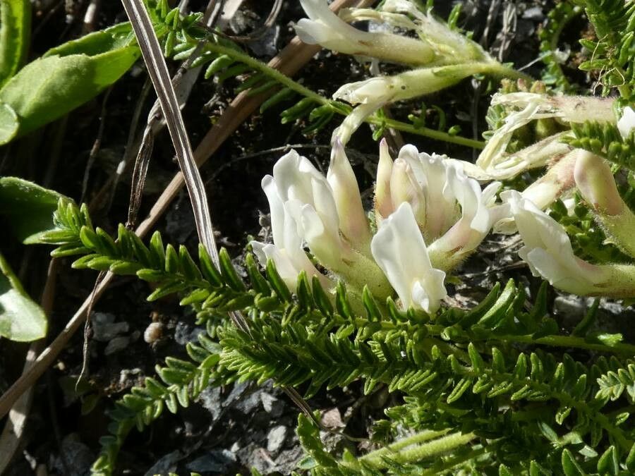 Oxytropis fetida flower
