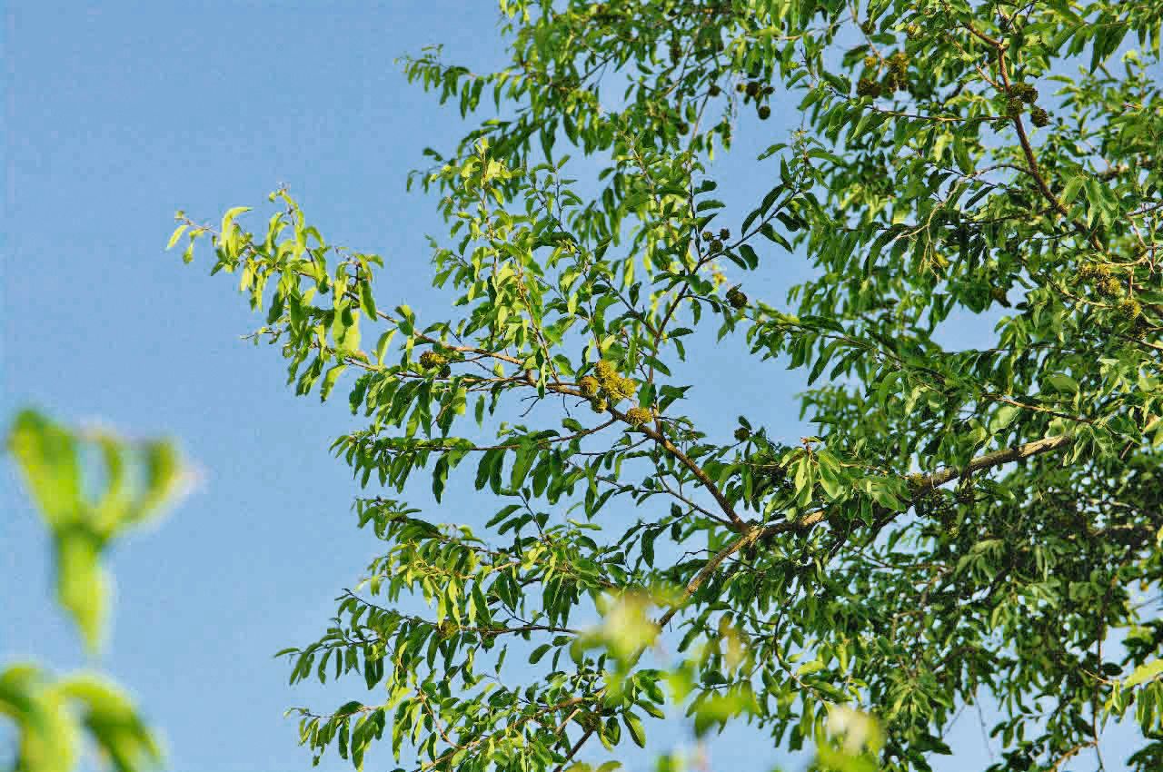 Anogeissus leiocarpa leaf