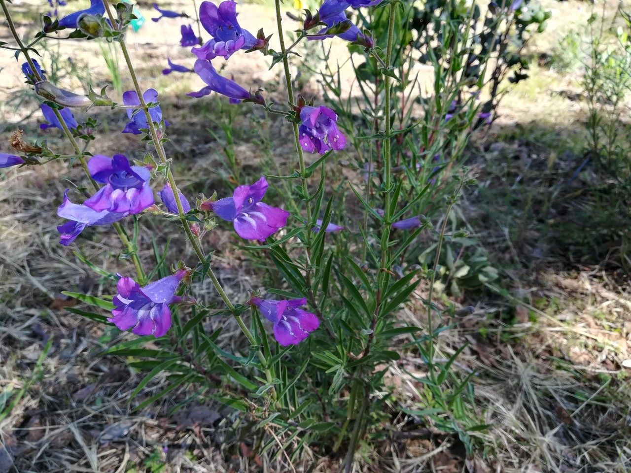 Penstemon heterophyllus flower