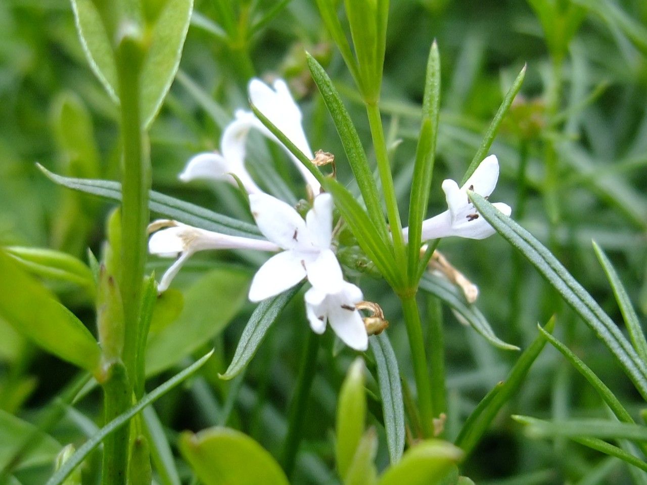 Asperula capitata — search result for 'Asperula'
