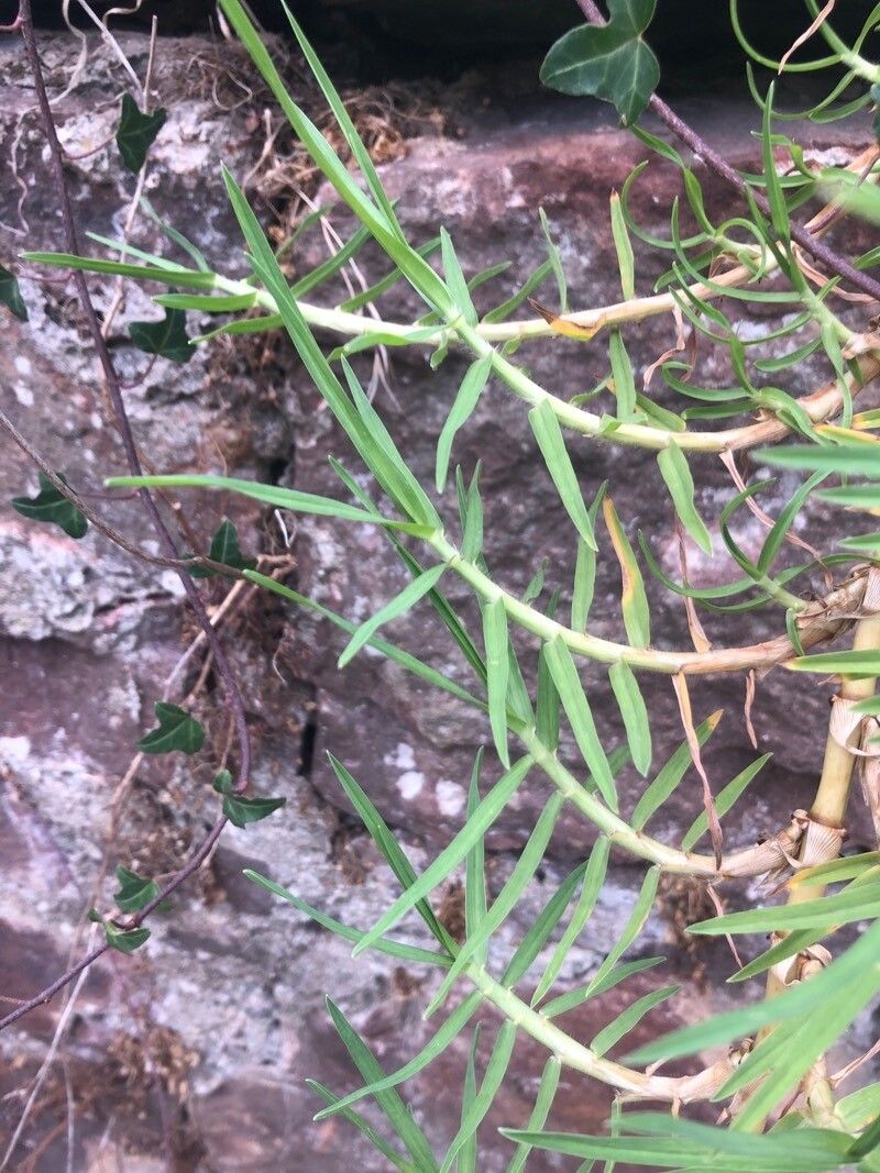 Cenchrus clandestinus — search result for 'Poaceae'