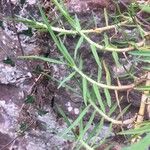 Cenchrus clandestinus