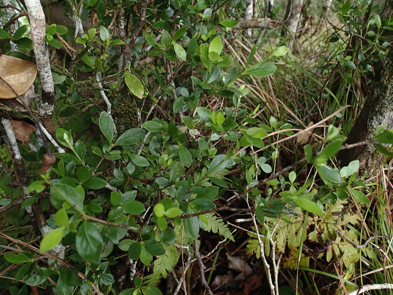 Psychotria spachiana habit