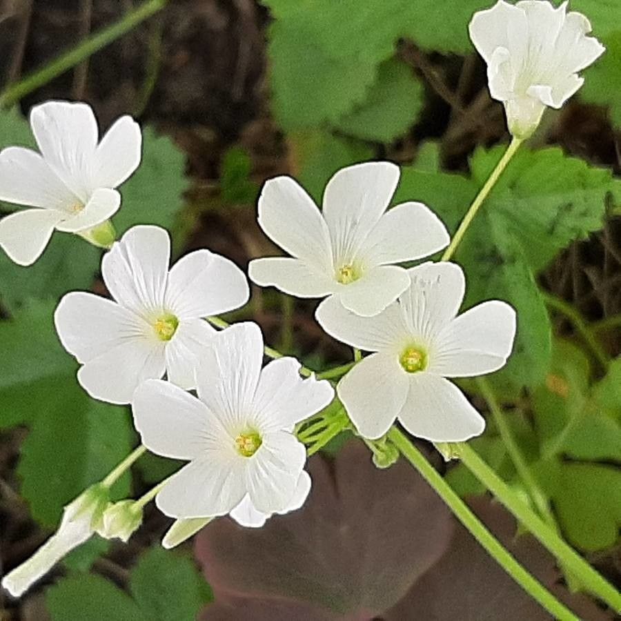 Oxalis incarnata flower
