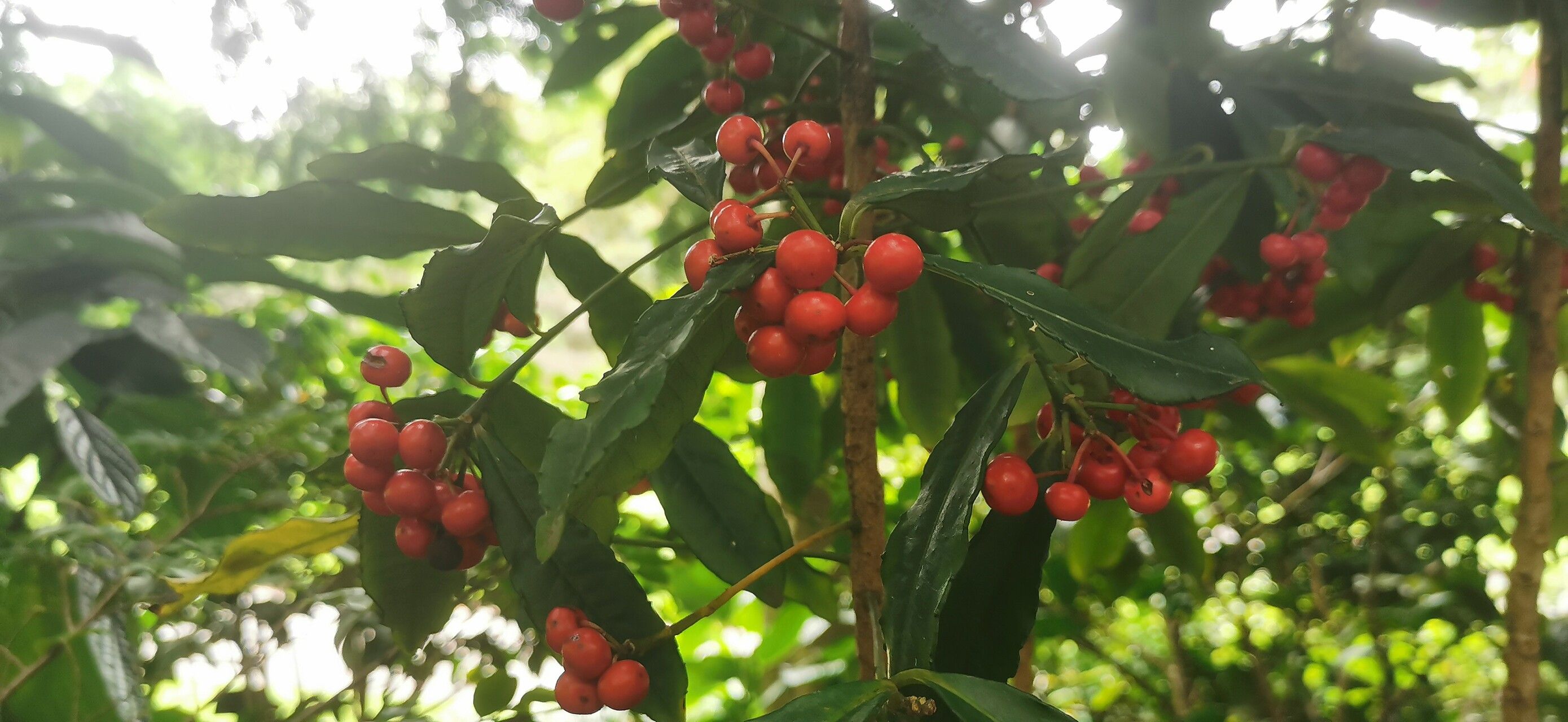 Ardisia shweliensis fruit