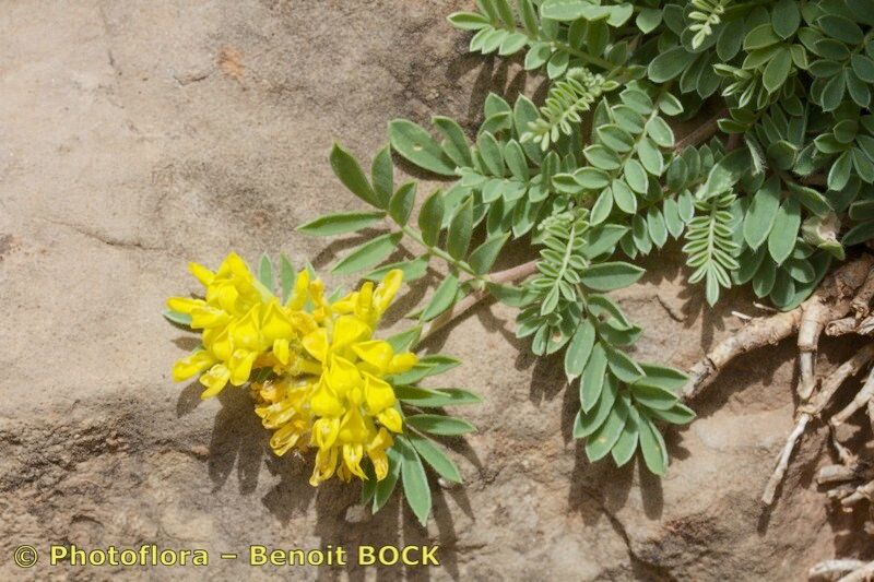 Anthyllis polycephala other