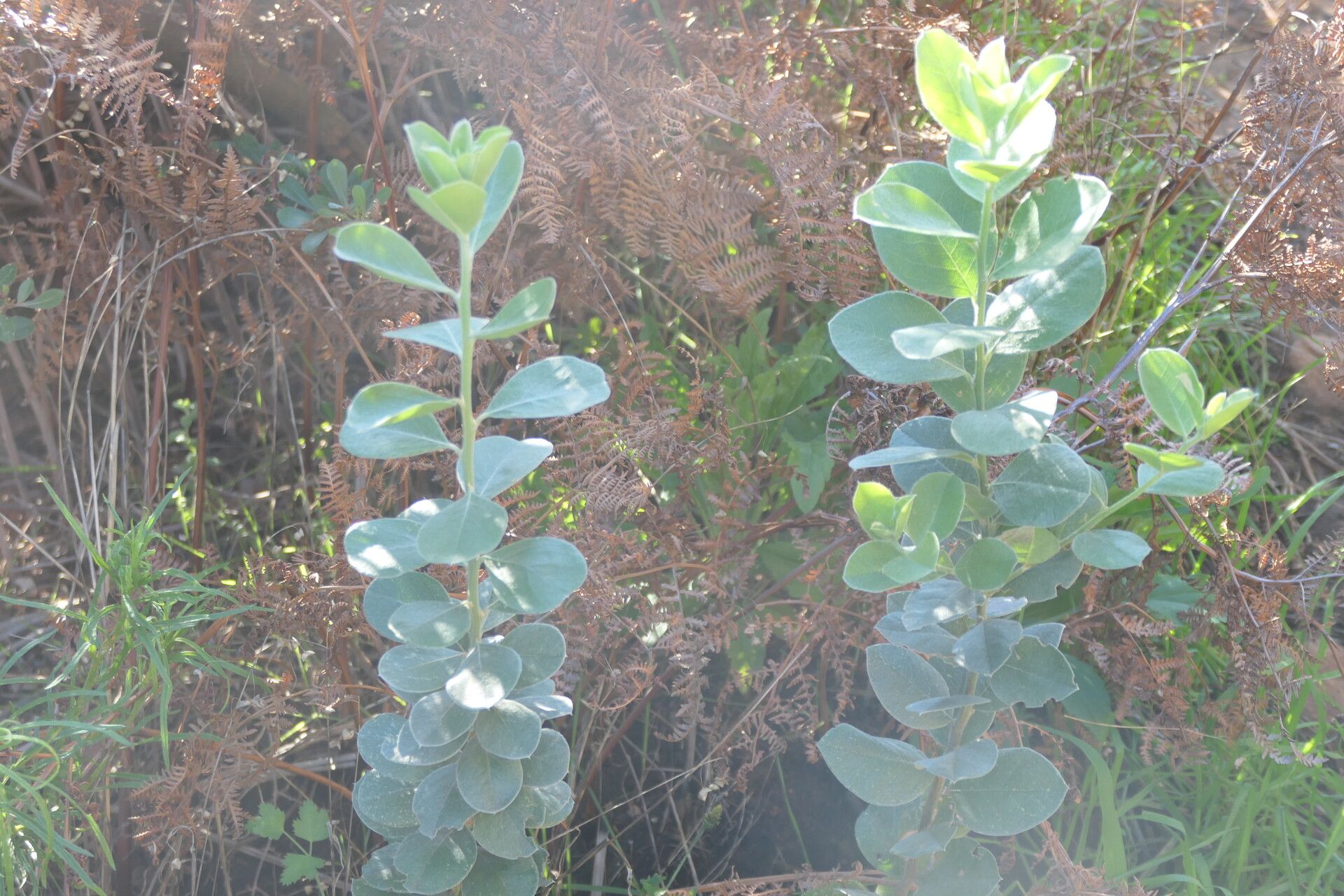Podalyria sericea habit