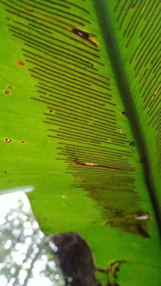 Asplenium australasicum fruit
