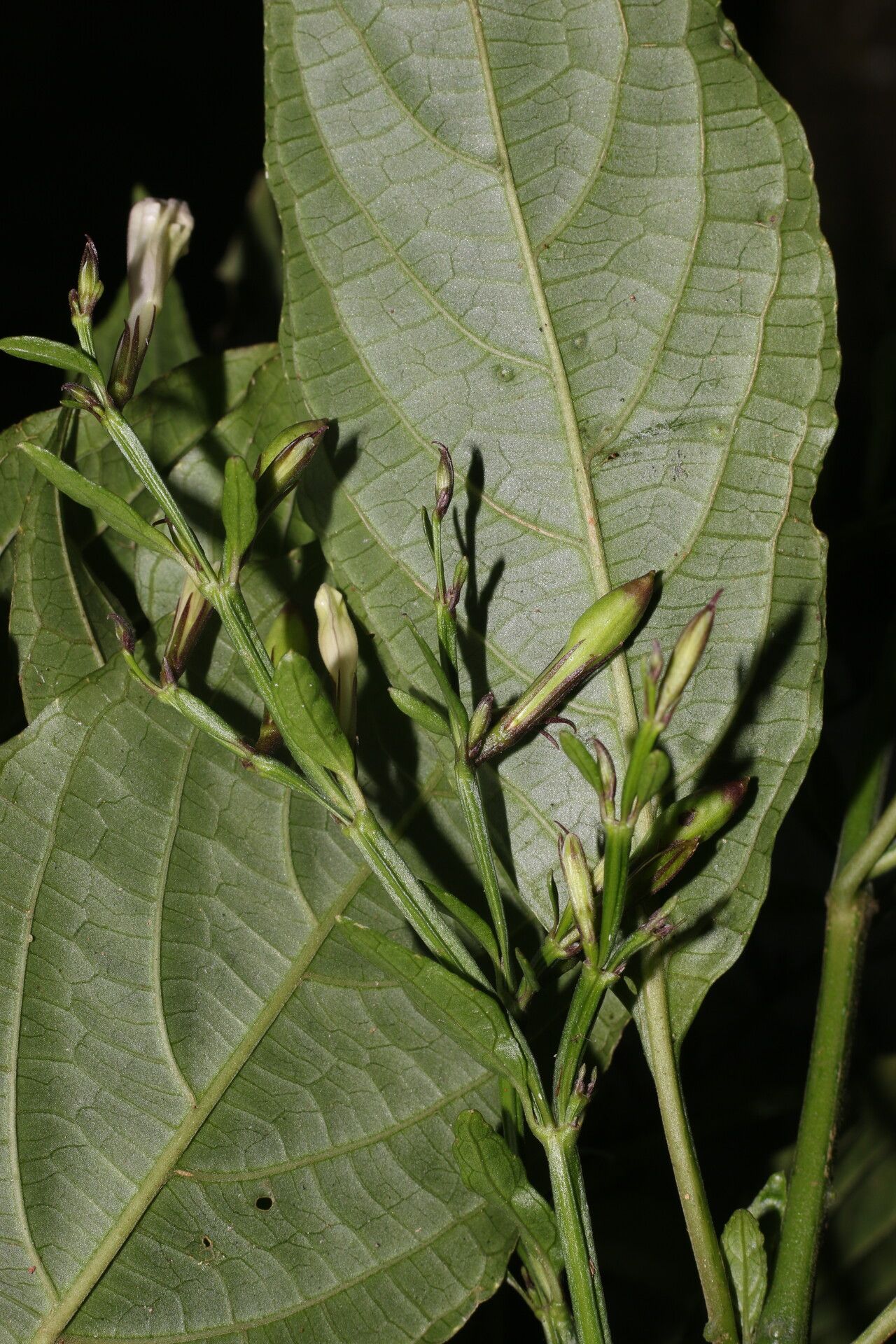 Ruellia stemonacanthoides leaf