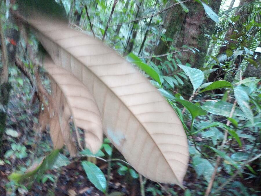 Couepia habrantha leaf