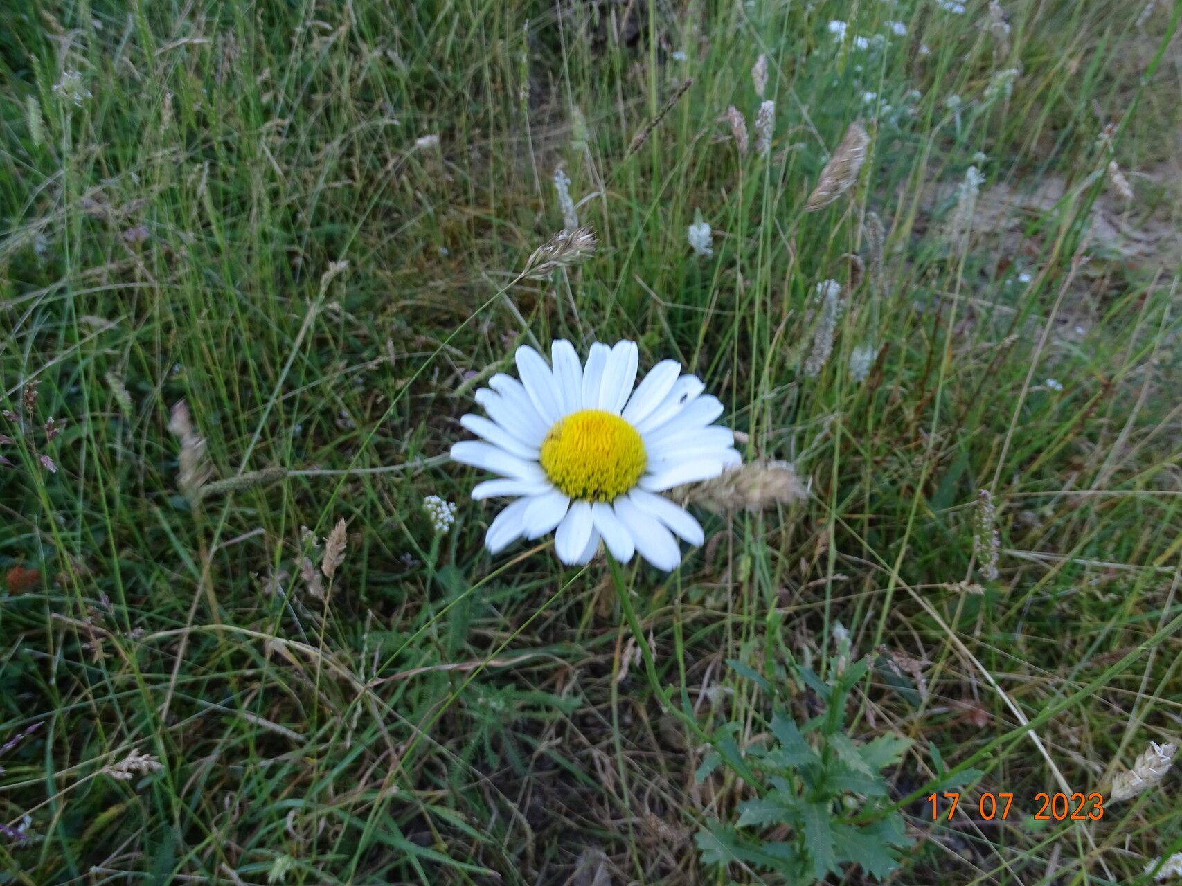 Leucanthemum laciniatum flower