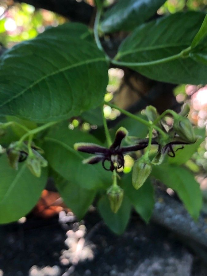 Periploca graeca flower