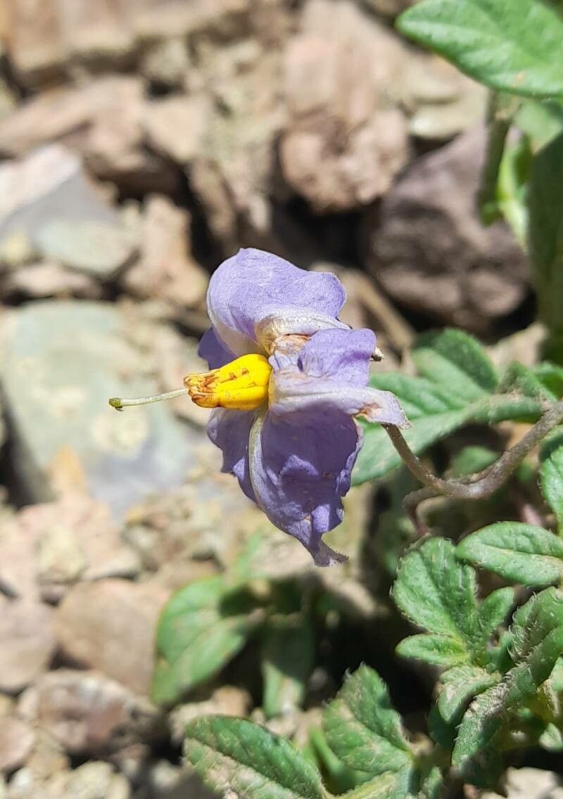 Solanum neorossii flower