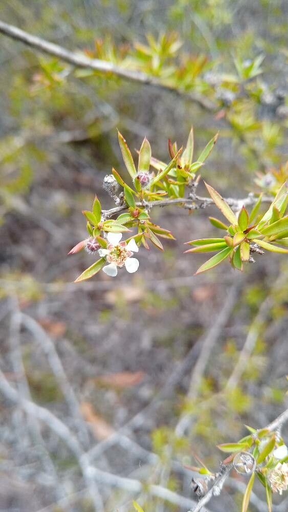 Leptospermum macrocarpum flower