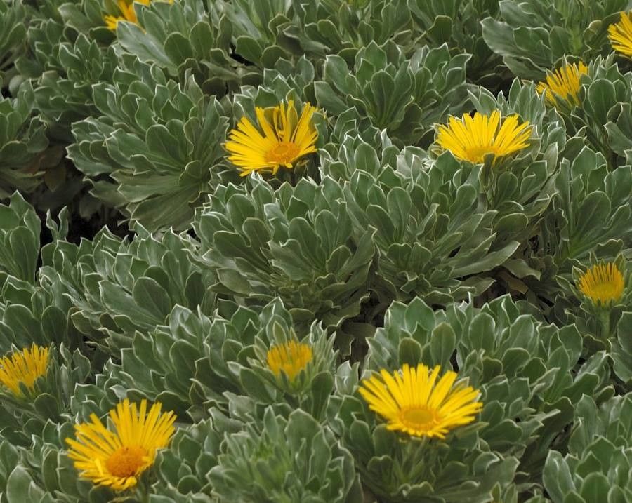 Nauplius sericeus flower
