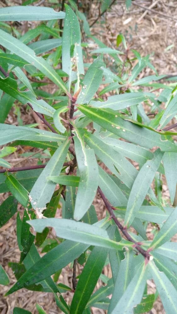 Tasmannia stipitata — related species from the same genus