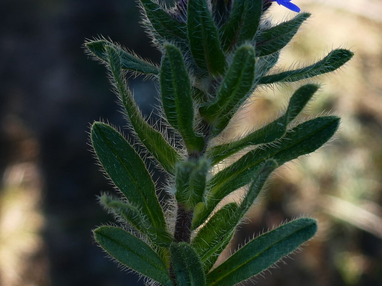 Alkanna matthioli bark