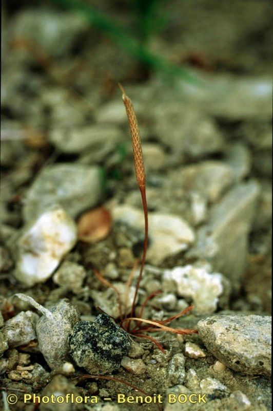 Ranunculus sessilis other