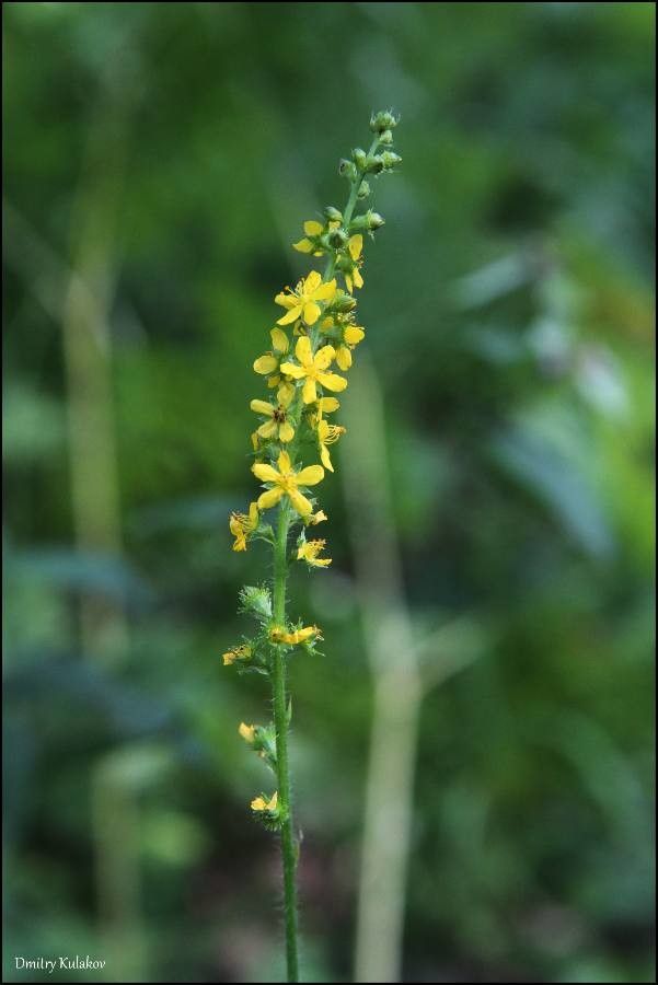 Agrimonia pilosa flower
