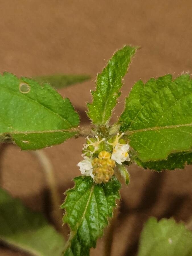 Croton glandulosus flower
