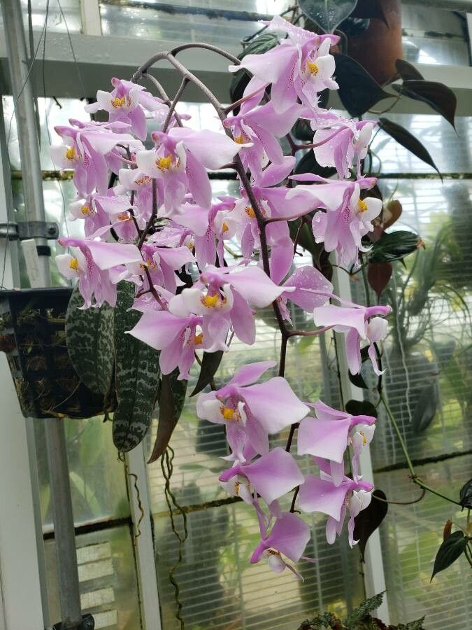 Phalaenopsis schilleriana flower