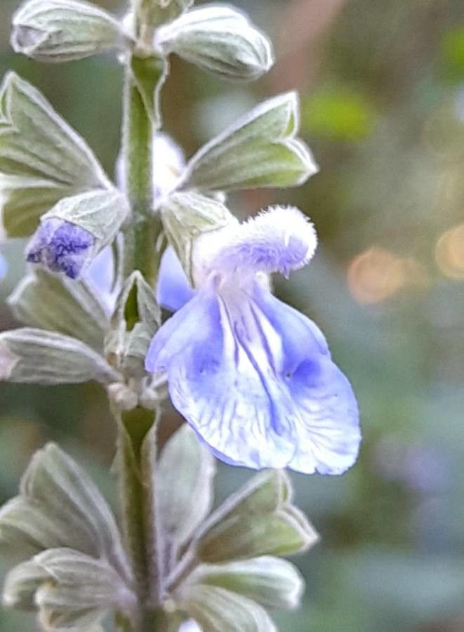 Salvia pallida flower
