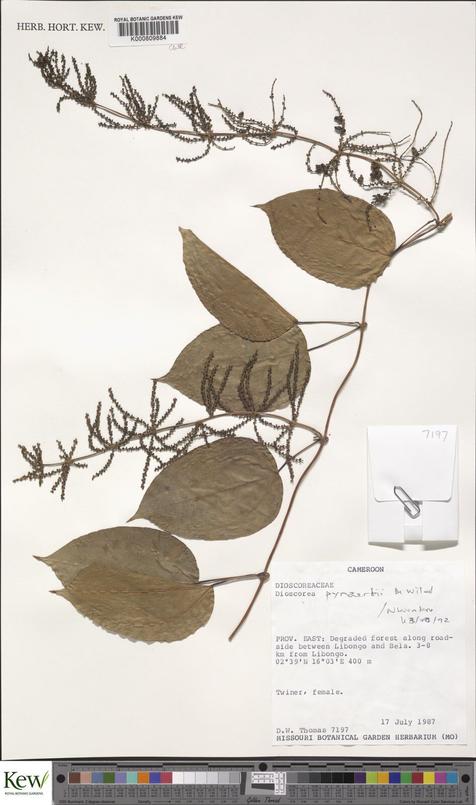 Dioscorea pynaertii — houseplant care guide