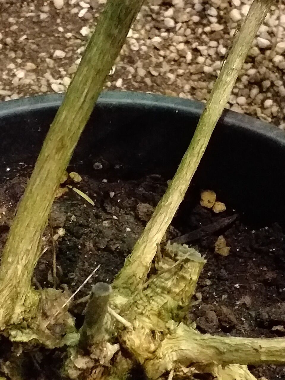 Melaleuca lateritia bark