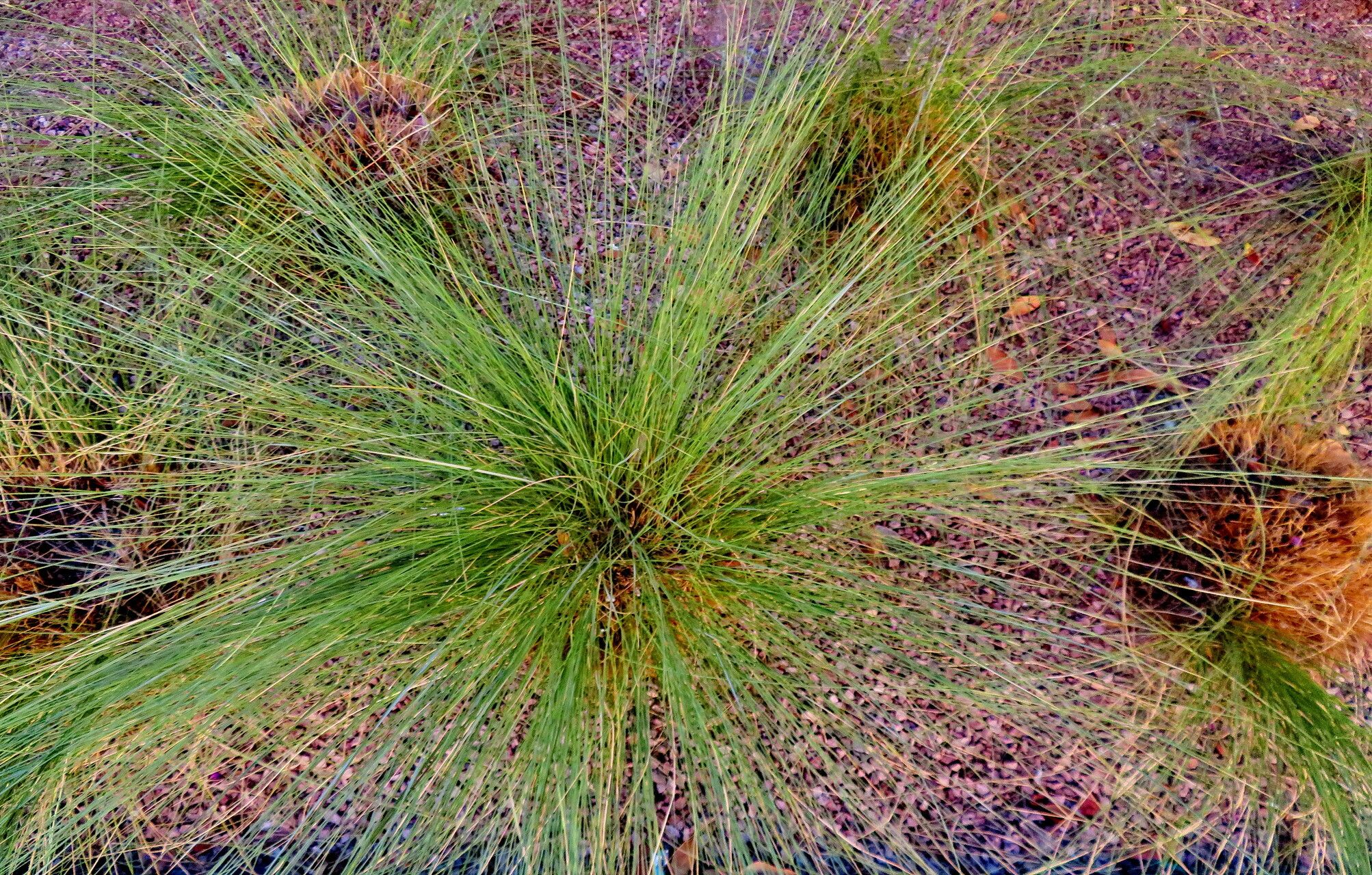 Aristida similis habit