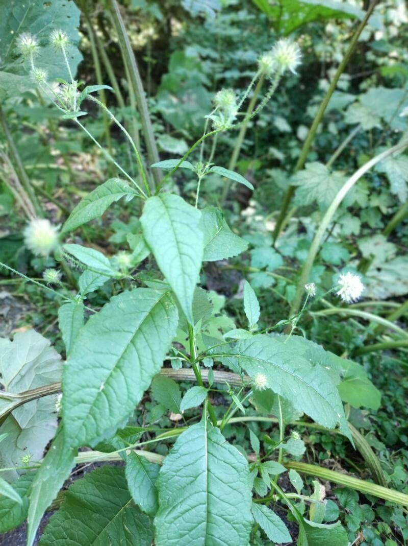 Dipsacus strigosus flower
