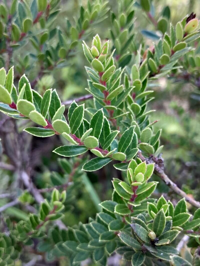 Vaccinium madagascariense — search result for 'Vaccinium'