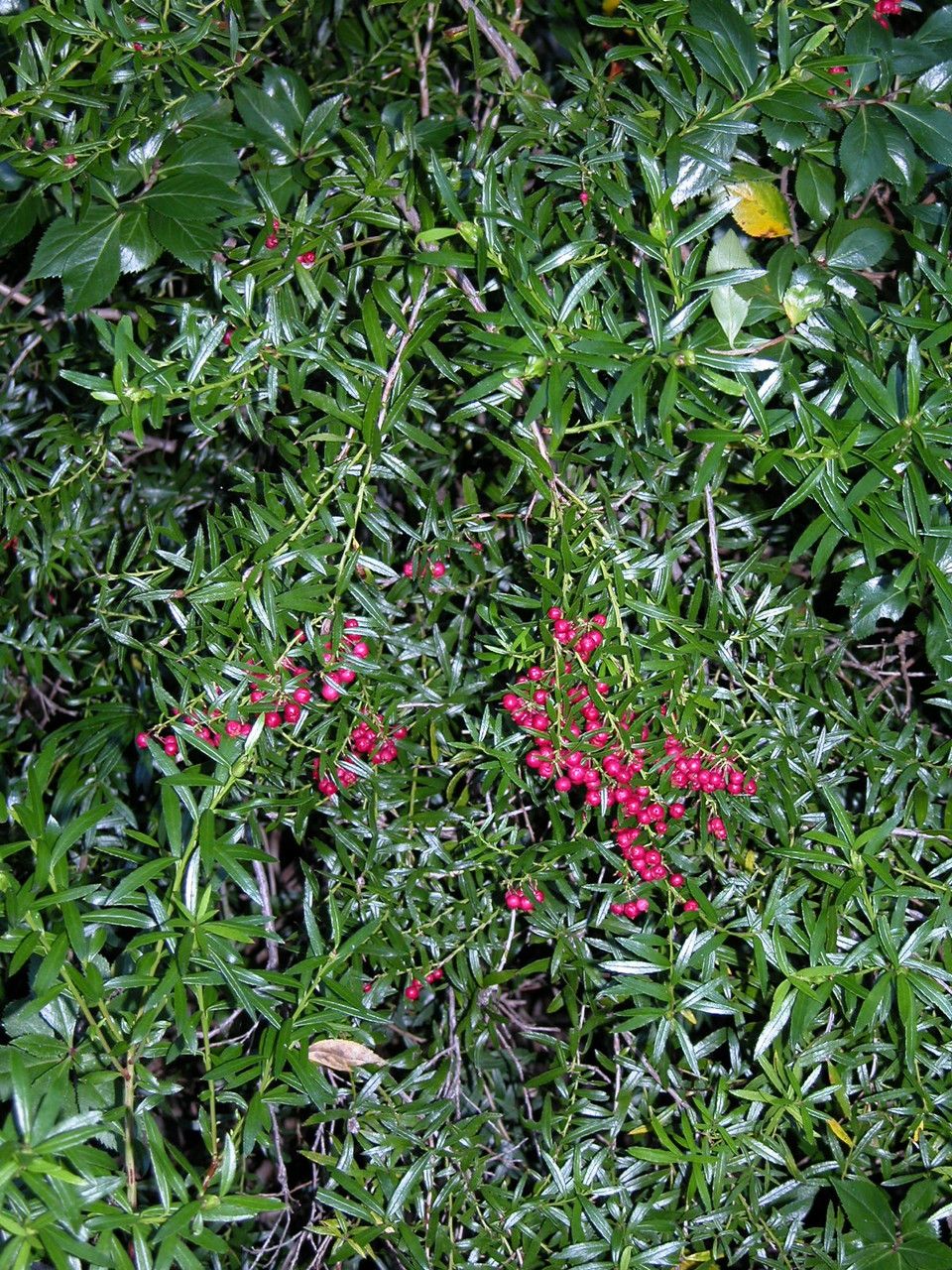 Gaultheria tenuifolia habit