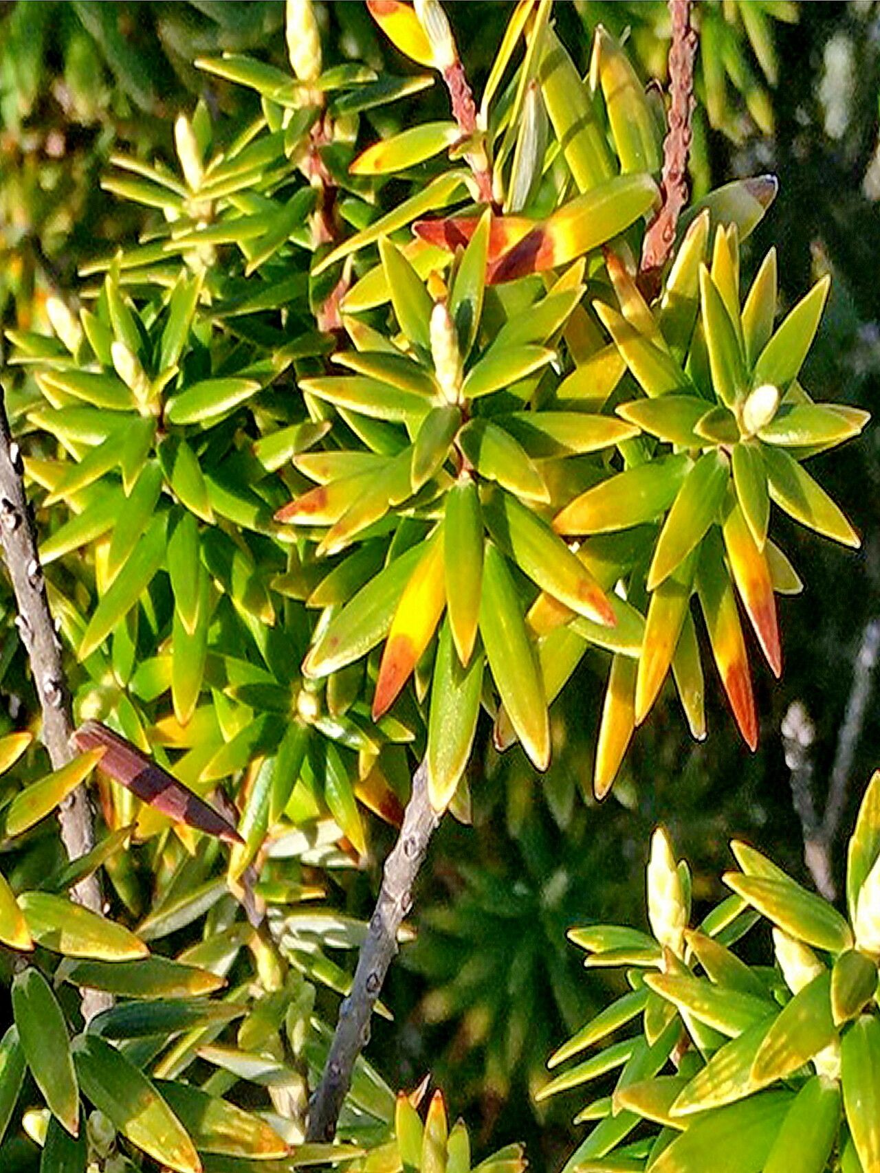 Leptecophylla robusta — houseplant care guide