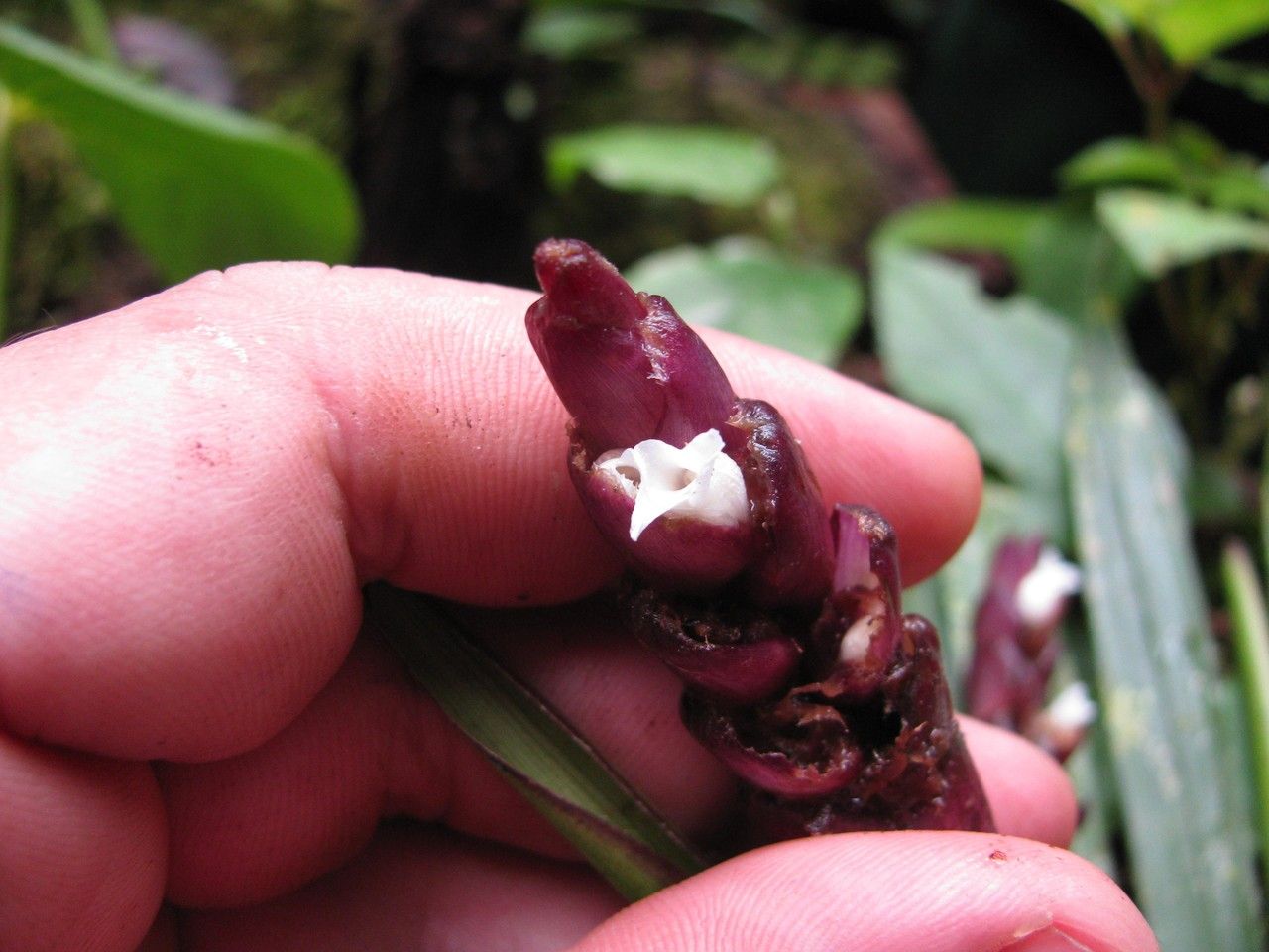 Ctenanthe dasycarpa other