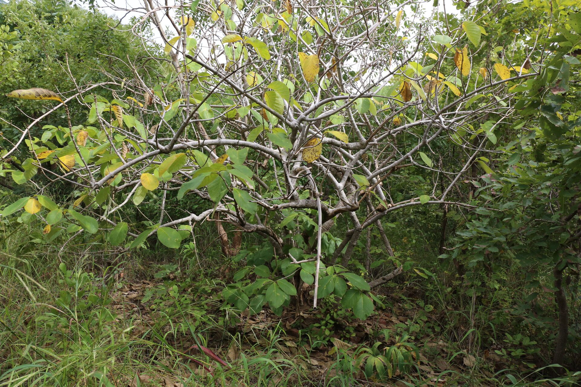Strophanthus eminii habit