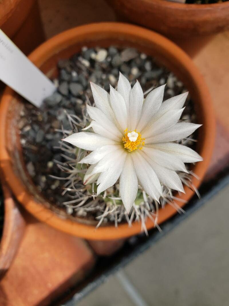 Turbinicarpus lophophoroides flower