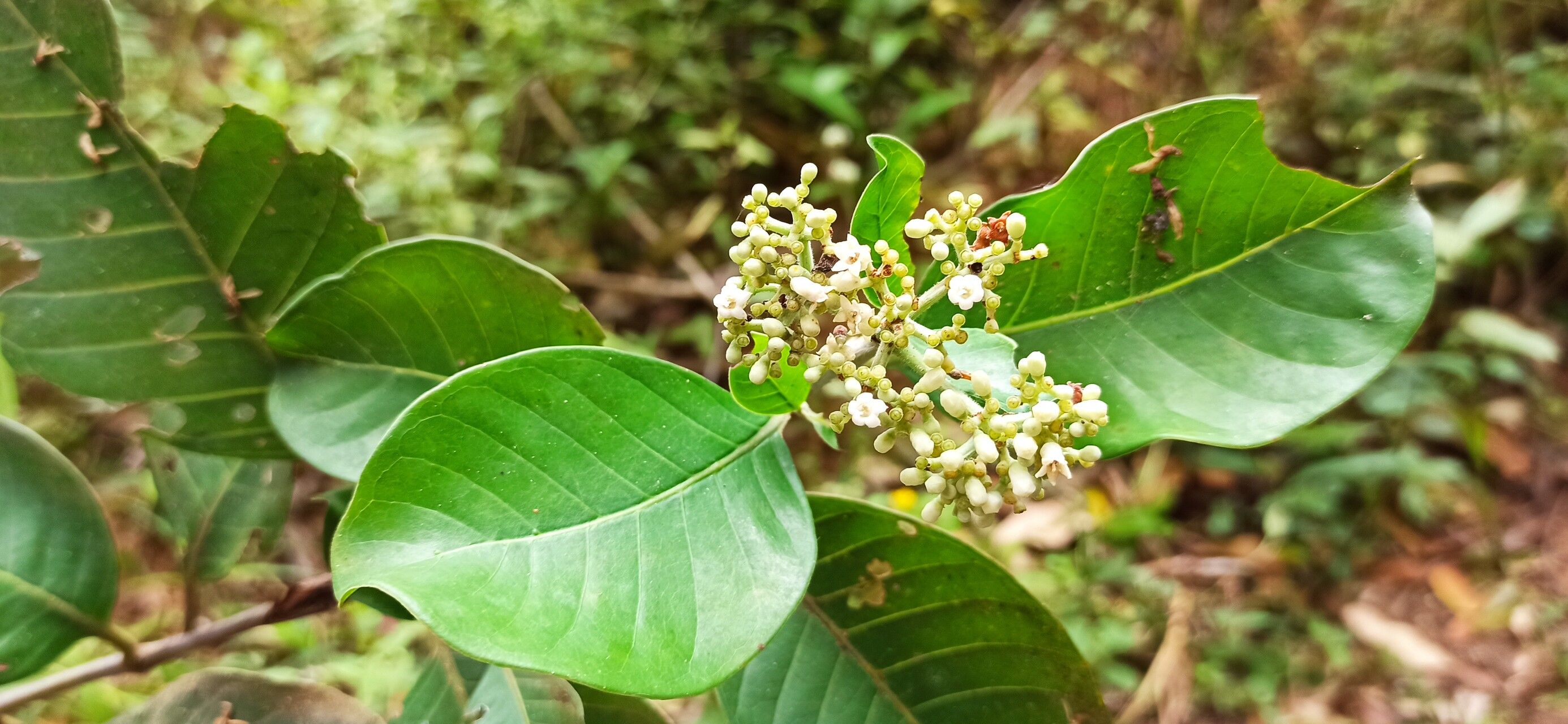 Psychotria articulata — houseplant care guide
