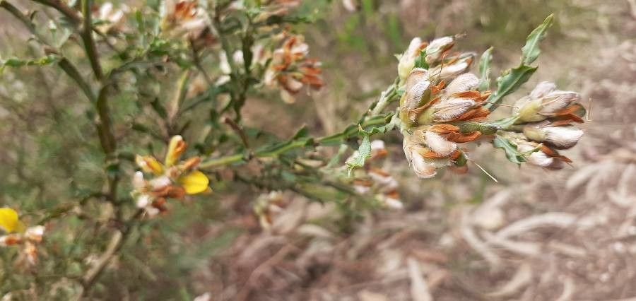 Genista tridentata leaf