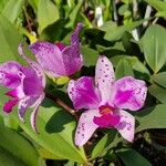 Cattleya amethystoglossa