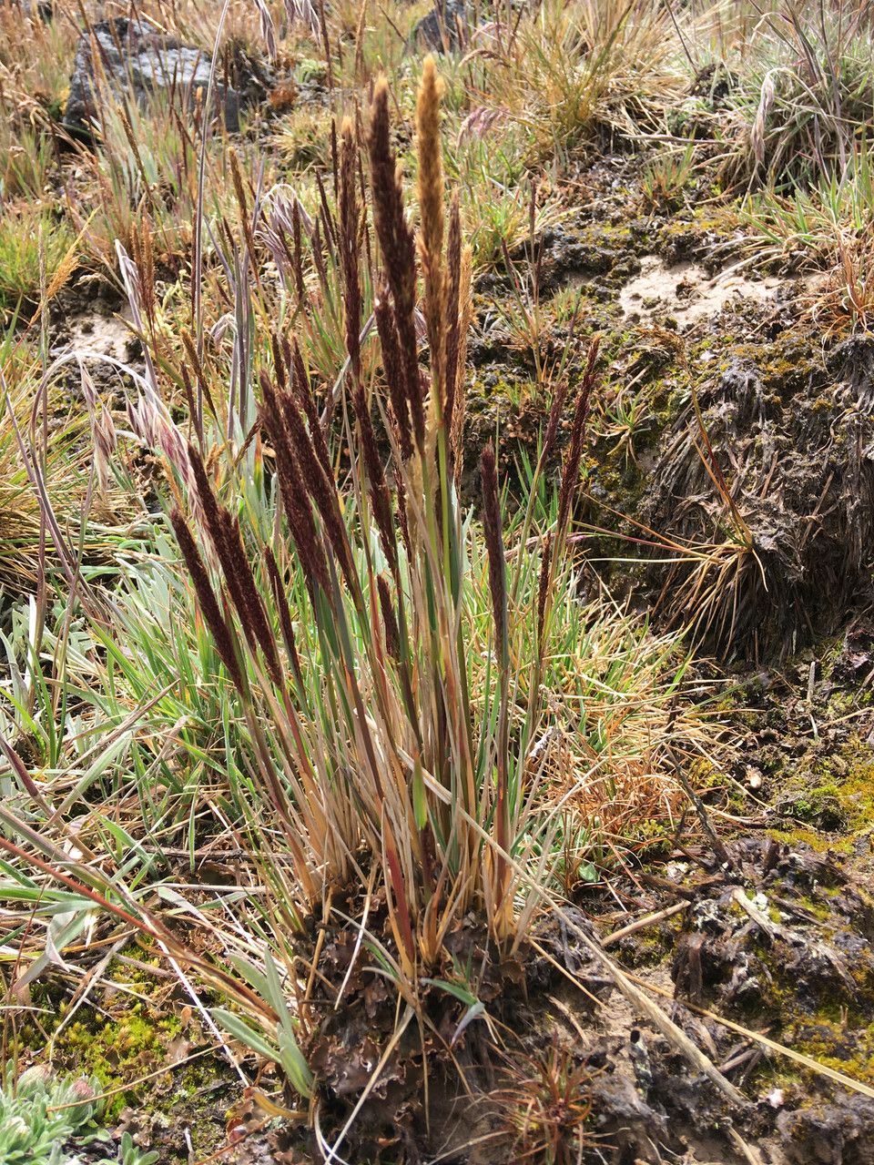 Agrostis foliata habit