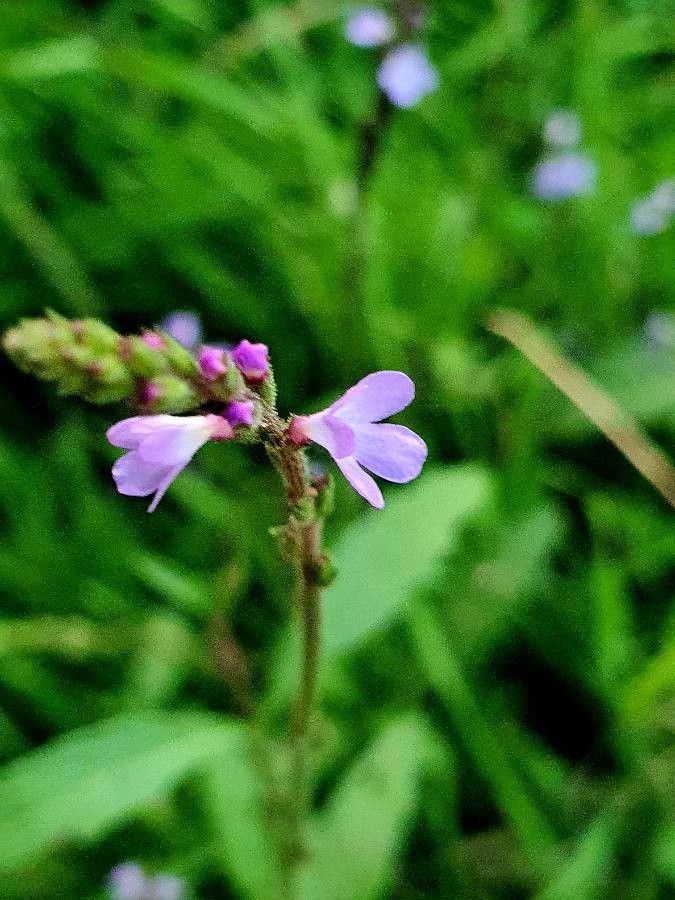 Verbena officinalis flower