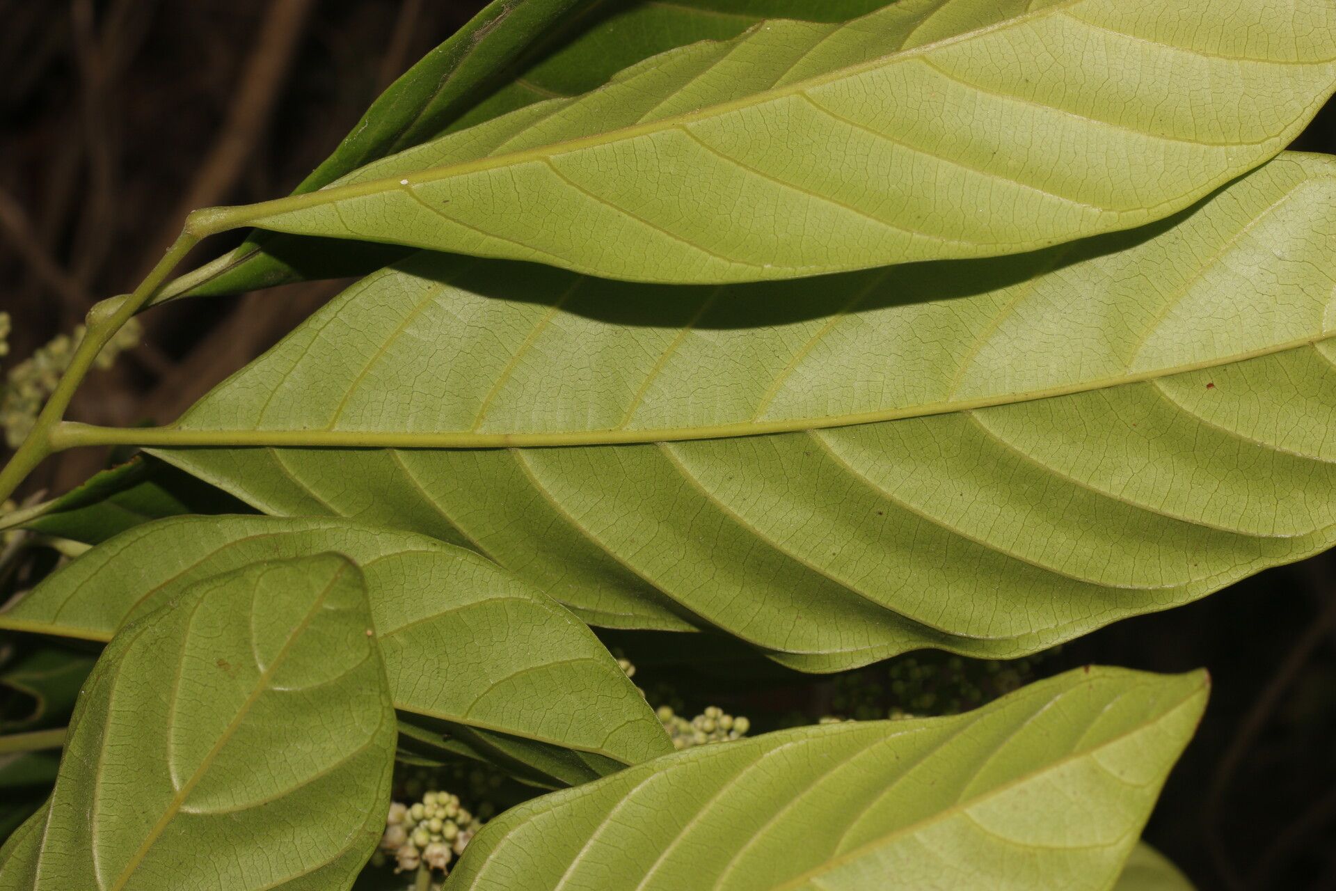 Matayba clavelligera leaf
