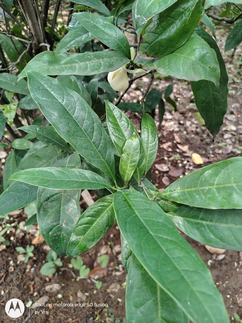 Magnolia liliifera — search result for 'Magnolia'