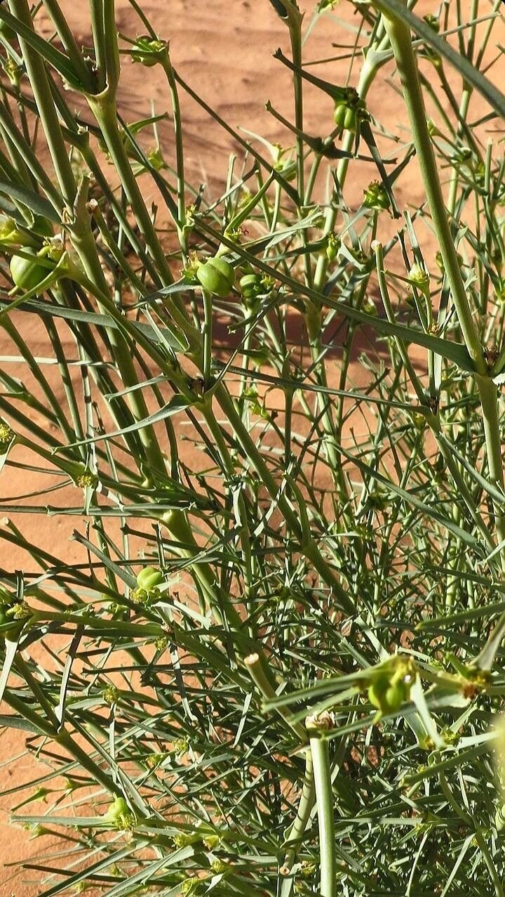 Euphorbia bubalina flower