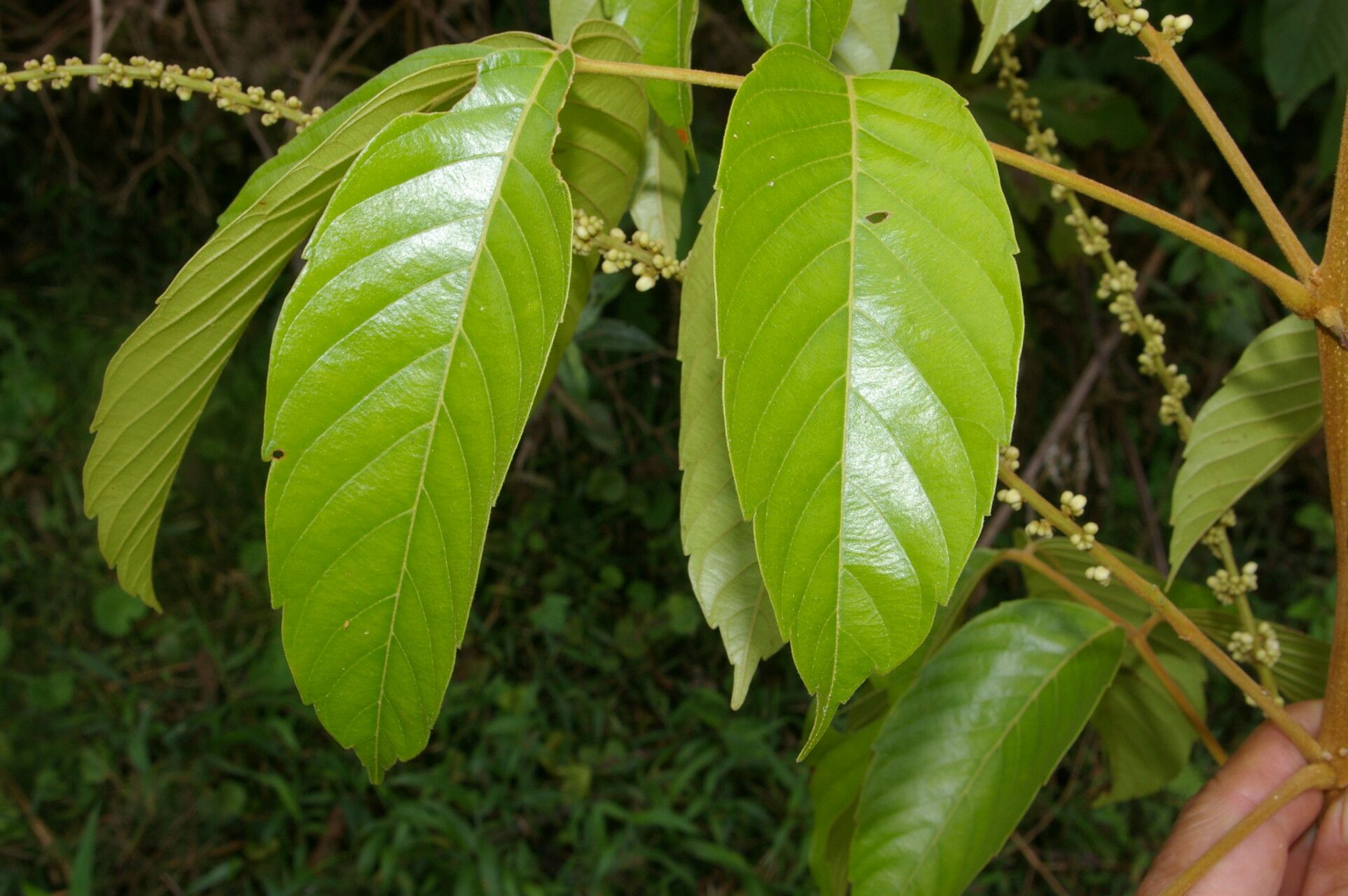 Paullinia capreolata flower